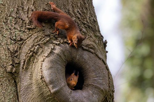 Young squirrels discover the outside world