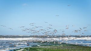 Gulls by Adri Rovers