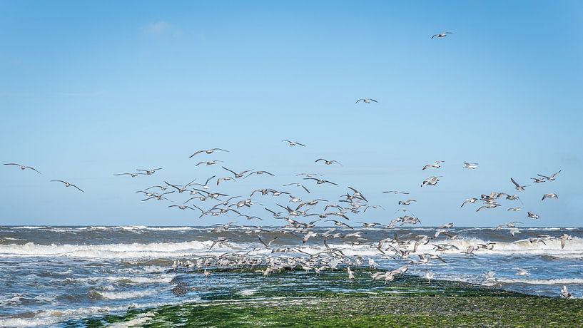 Mouettes par Adri Rovers