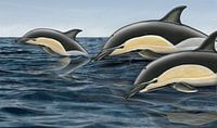 Gemeiner Delfin oder Gewöhnlicher Delfin, Delphinus delphis delphis