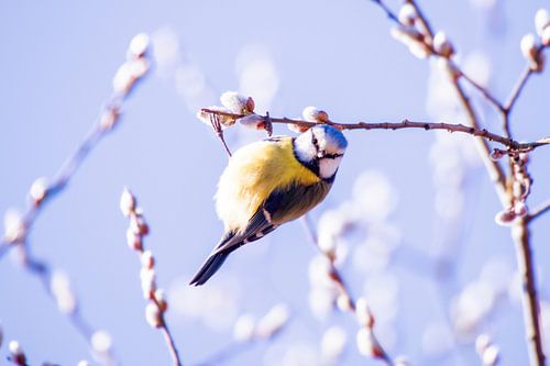 Natur Fineart petite mésange bleue au chaton de pâturage
