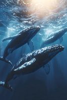 Bultruggen / Walvissen in de oceaan