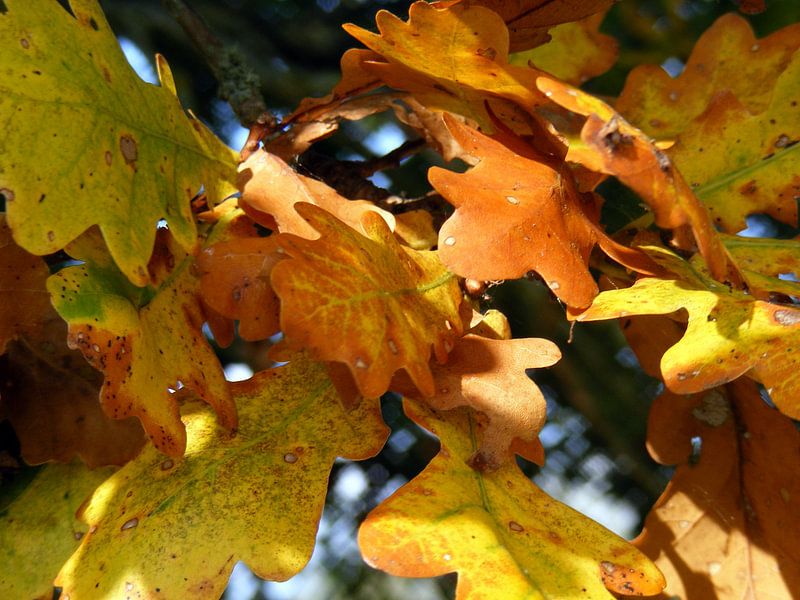Herfstbladeren. Autumn leaves. van Joke Schippers