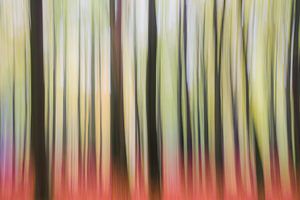 Wald-Art "Forest Trip"