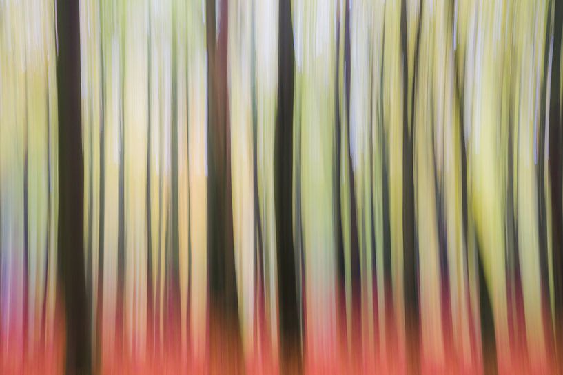 Art dans la forêt &quot;Voyage dans la forêt&quot; par Coen Weesjes