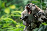 Makaak in de jungle - Sumatra, Indonesië van Martijn Smeets thumbnail