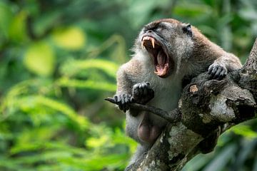 Macaque dans la jungle - Sumatra, Indonésie sur Martijn Smeets