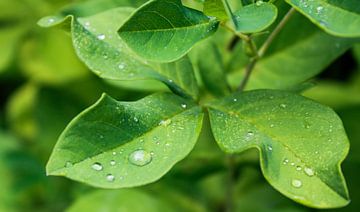 Gouttes sur les feuilles - Fleurs et plantes sur Patty de Graaf