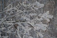 Leafs of snow
