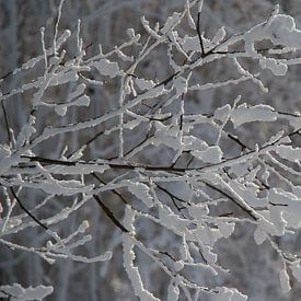 Leafs of snow van Ruby Nussy