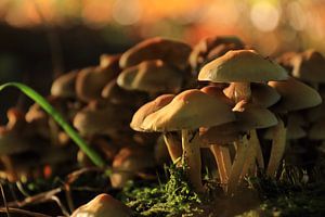 Herfst tafereel met paddenstoelen in het bos