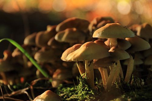 Autumn scene with mushrooms in the forest