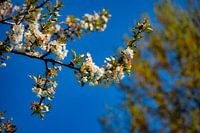 White blossom on a warm spring day
