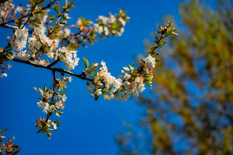 Weiße Blüten an einem warmen Frühlingstag von Bart Verdijk