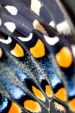 Zwarte Zwaluwstaart vlindervleugel van Iris Holzer Richardson