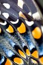 Black Swallowtail Butterfly Wing by Iris Holzer Richardson thumbnail