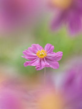 Pink Anemone Flower