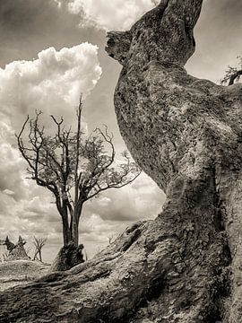 Un arbre mort au Botswana