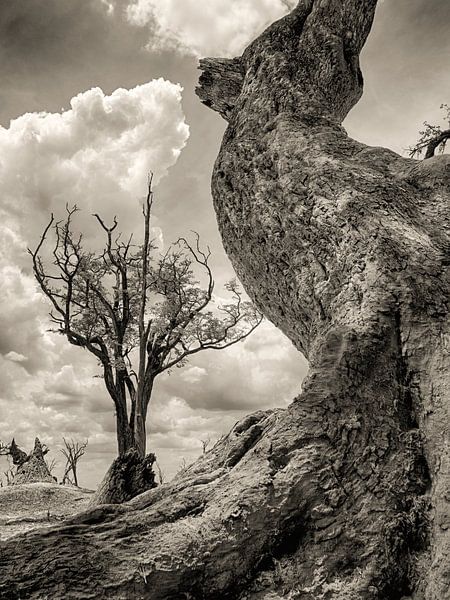 Un arbre mort au Botswana par Ed Dorrestein