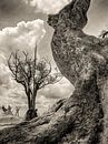 Un arbre mort au Botswana par Ed Dorrestein Aperçu