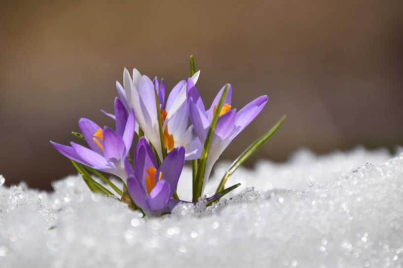 The first crocuses in the garden by Claude Laprise