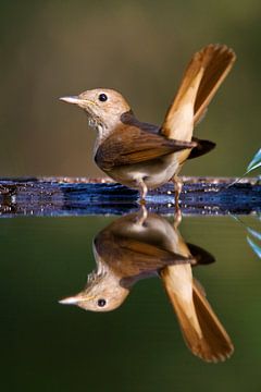 Nachtegaal (Luscinia megarhynchos) staand in water van Beschermingswerk voor aan uw muur