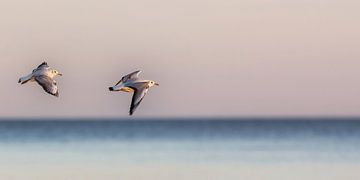 Deux mouettes au-dessus de la mer Baltique sur Holger Bücker