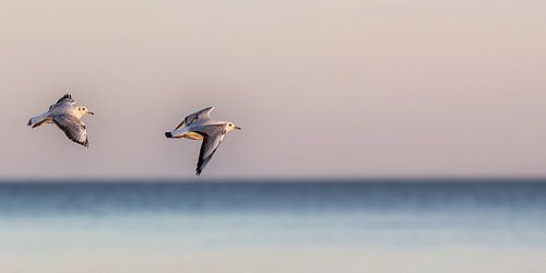 Twee meeuwen boven de Oostzee