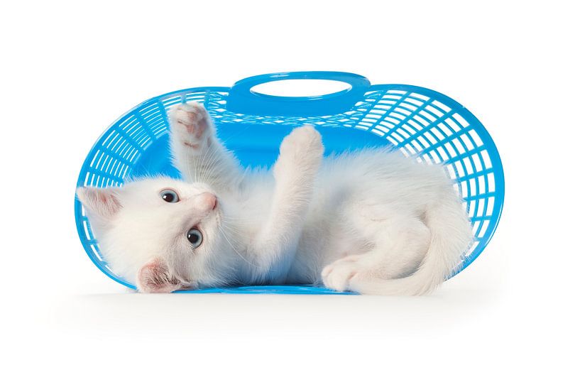 Un chaton aux yeux bleus joue dans un sac en plastique bleu par Frans Rombout