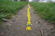 Yellow line by Mies Heerma thumbnail