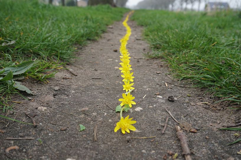 Yellow line by Mies Heerma