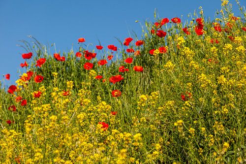 Klaprozen in Zuid-Limburg