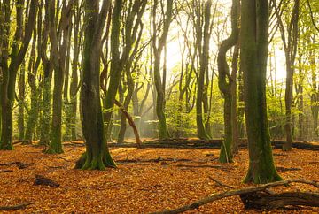 Speulder and Sprielder forest (Netherlands) by Marcel Kerdijk