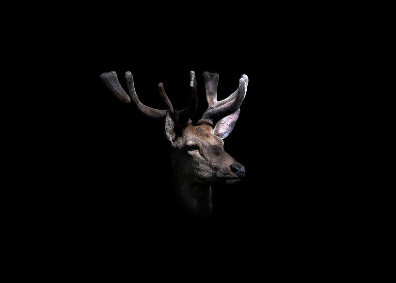 A red deer just bark antlers by Martijn Nugteren