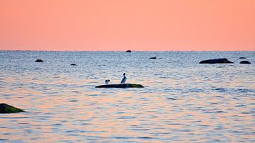 Möwen zum Sonnenuntergang bei Ebbe an der Ostsee von Martin Köbsch