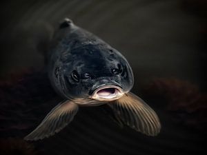 Poissons curieux