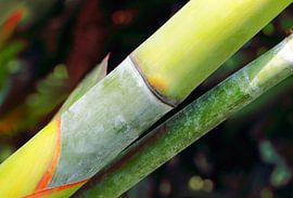 BAMBOO von Katarina Niksic