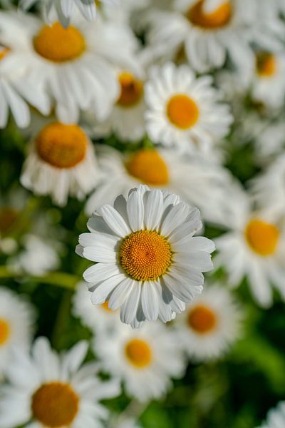 Flower meadow by Leo Schindzielorz