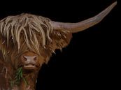 Schotse Highlander van ! Grobie thumbnail