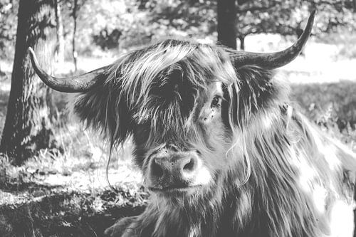 Schottischer Highlander, schwarz & weiß