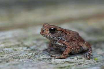 Baby padje in de tuin