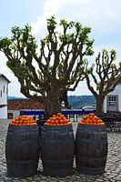 Oranges in Portugal