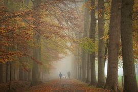 Brouillard dans la forêt en automne sur Francis Dost