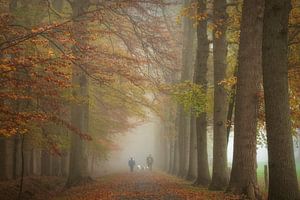 Nebel im Wald im Herbst von Francis Dost
