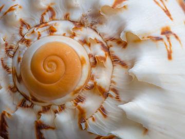 La coquille et la spirale sur Jolanda de Jong-Jansen