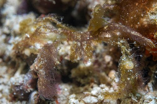 Decorator crab @ Komodo, Indonesia