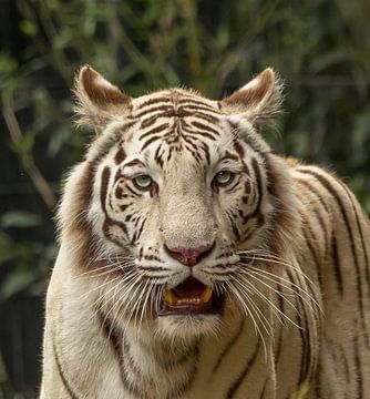 Witte tijger kijkt je recht in de ogen aan. van Wouter Van der Zwan