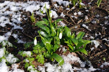 Sneeuwklokje van Brigitte Koster