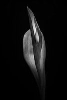 Tulipe 03