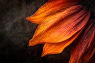 Zonnebloembloesem in detail van Poster Art Shop thumbnail